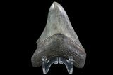 Serrated, Megalodon Tooth - Great Tip! #76180-1